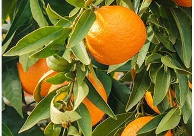Olio essenziale di Arancia dolce