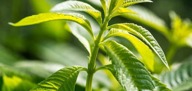 verveine naturelle