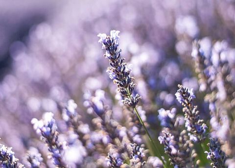 zoom sui nostri ingredienti