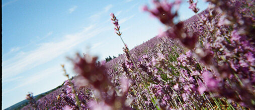I benefici della Lavanda