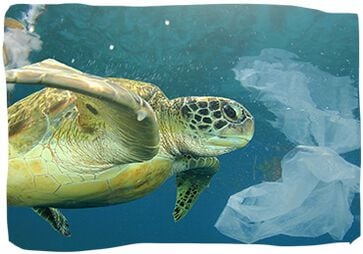 Entro il 2050, negli oceani, potrebbe esserci più plastica che pesci