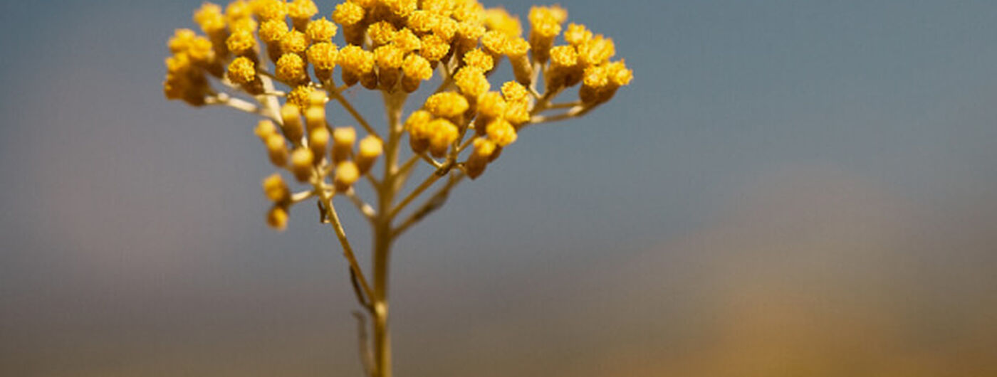 Fiori di Immortelle