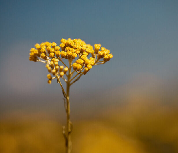 Fiori di Immortelle
