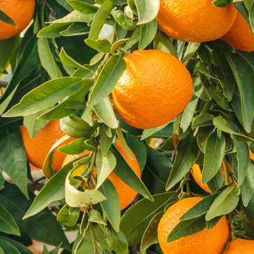 Olio essenziale di Arancia dolce