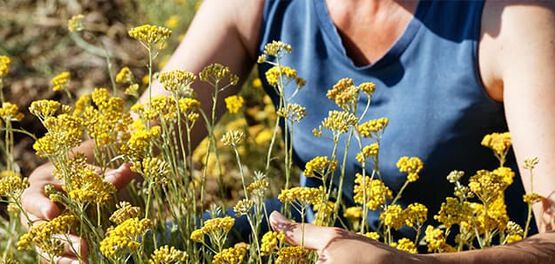 immortelle