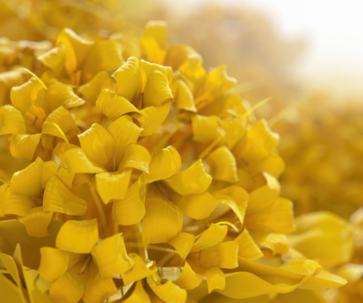 I segreti del fiori d'Immortelle
