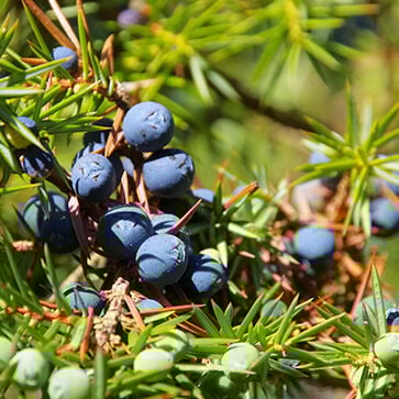 Olio essenziale di Ginepro