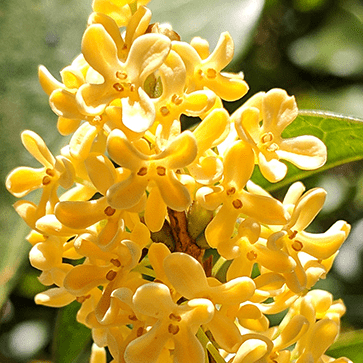 Osmanthus
