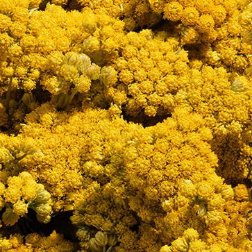 Olio essenziale d'Immortelle