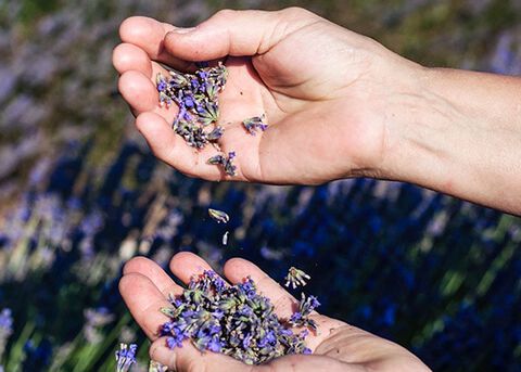 lavanda