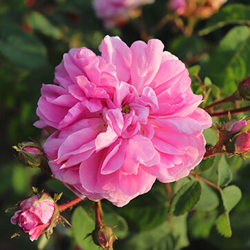 Assoluto di Rosa Centifolia