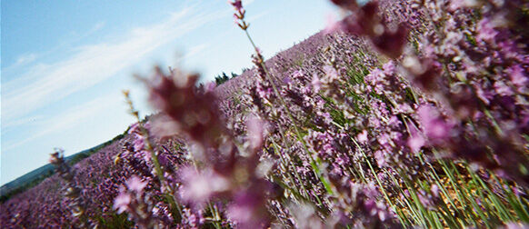 I benefici della Lavanda