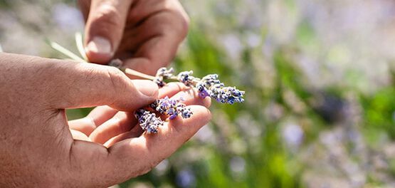 ramo di lavanda
