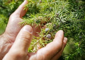 biodiversite
