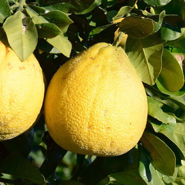 Estratto di pomelo