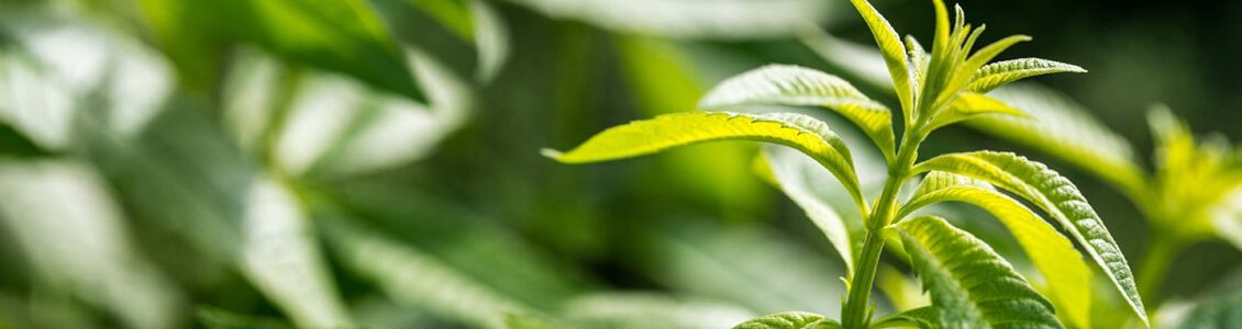verveine naturelle