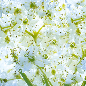 Estratto di fiori di Regina dei Prati