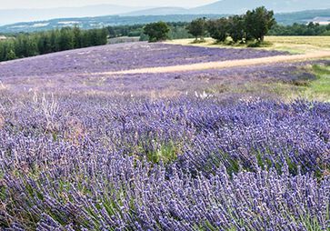 Le condizioni per piantare la Lavanda