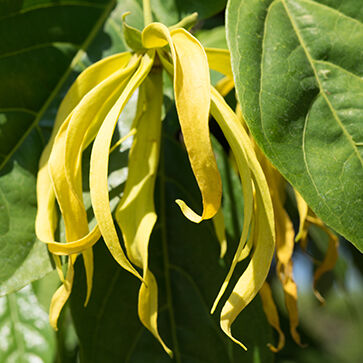 Olio essenziale di Ylang Ylang
