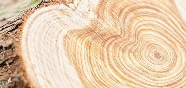 Un albero prezioso dalle mille e una virtù