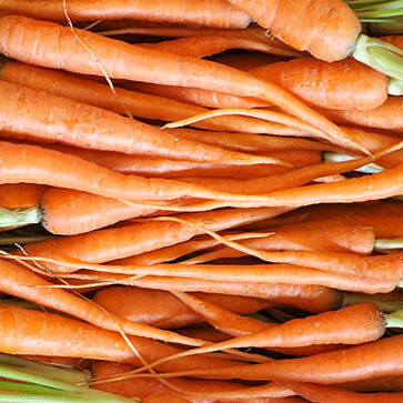 Olio vegetale di carota