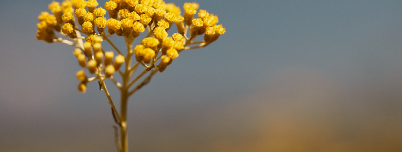I benefici dell'Immortelle