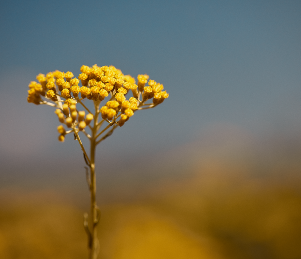 I benefici dell'Immortelle