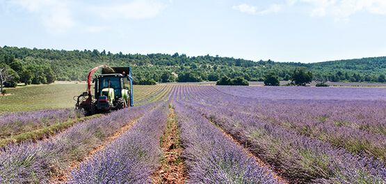 campi di lavanda