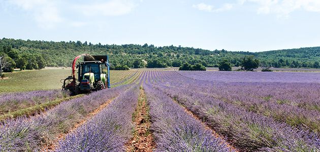 campi di lavanda