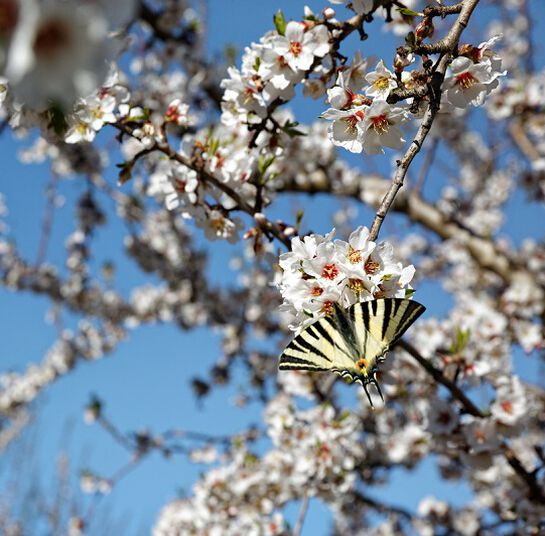 biodiversit&agrave;