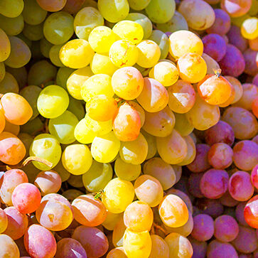 Olio di Semi d'uva