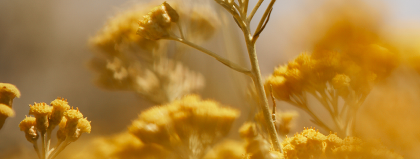 La storia dell'Immortelle