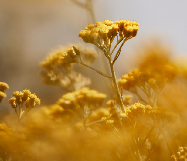 La storia dell'Immortelle