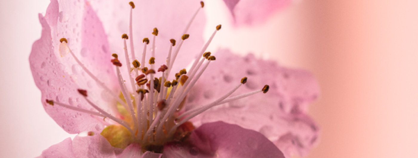 Fiori di Ciliegio