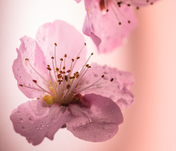 Fleurs de Cerisier (Fiori di Ciliegio)