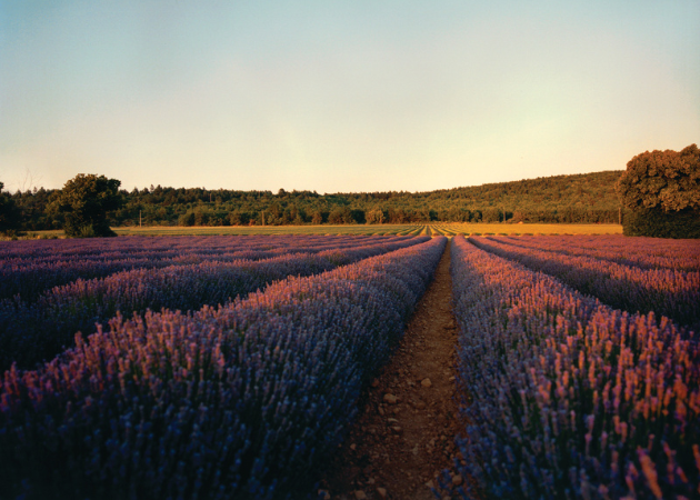 L'ingrediente: la lavanda