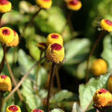 Estratto d'Acmella Oleracea