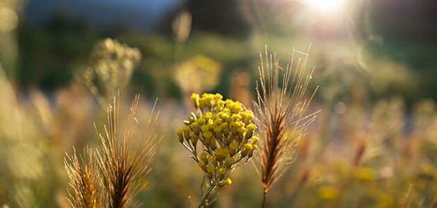 production immortelle