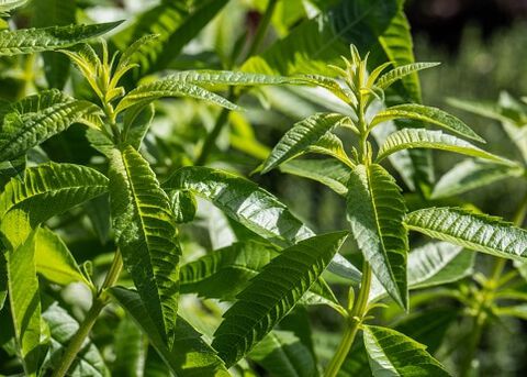 VERBENA: l'ingrediente della freschezza