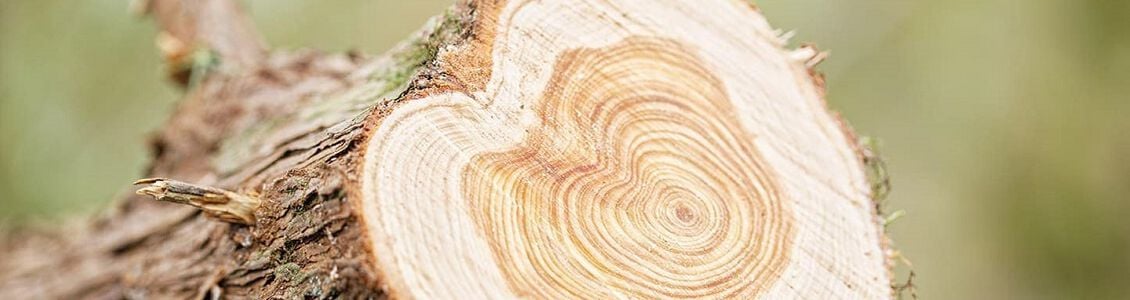 Un albero prezioso dalle mille e una virtù