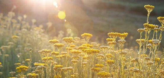 champs immortelle