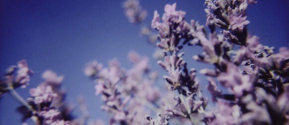 L'Occitane contribuisce a proteggere la Lavanda