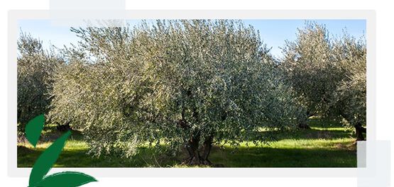...Dedicata alla protezione della flora