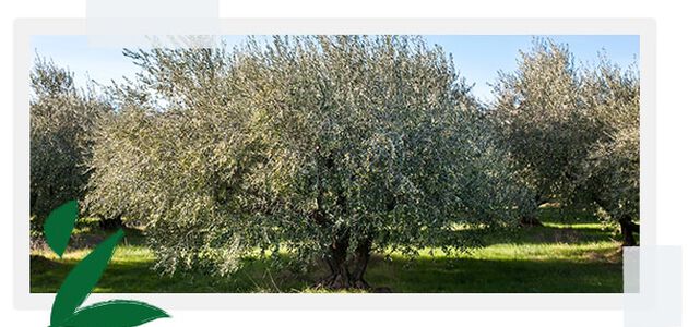 ...Dedicata alla protezione della flora