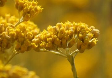 L'ingrediente: Immortelle 