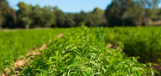 champs verveine