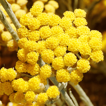 Acqua floreale d'Immortelle biologica