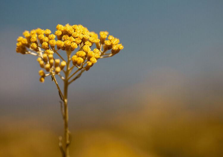 Fiori di Immortelle