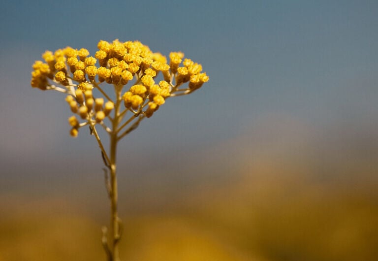 Fiori di Immortelle