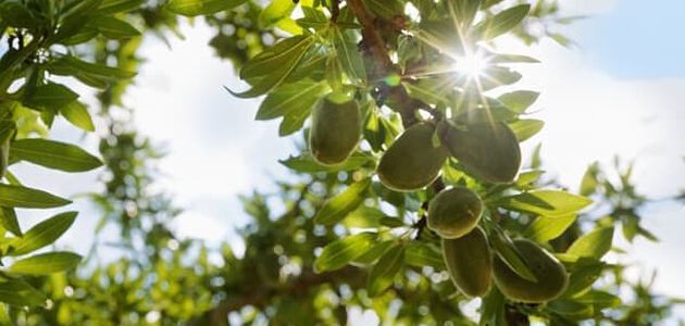 amandes